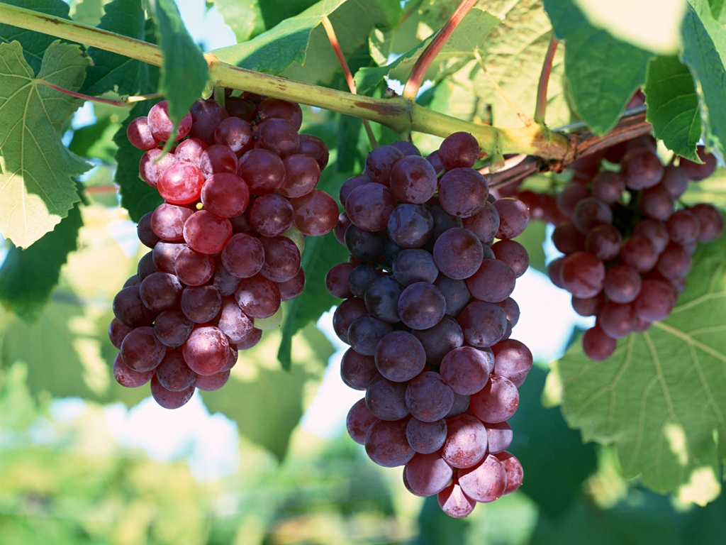 Azerbaijan’s grape harvest rises in last eight years