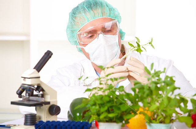 No GMOs found in local products