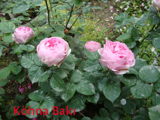 New kinds of roses hybridized in Azerbaijan