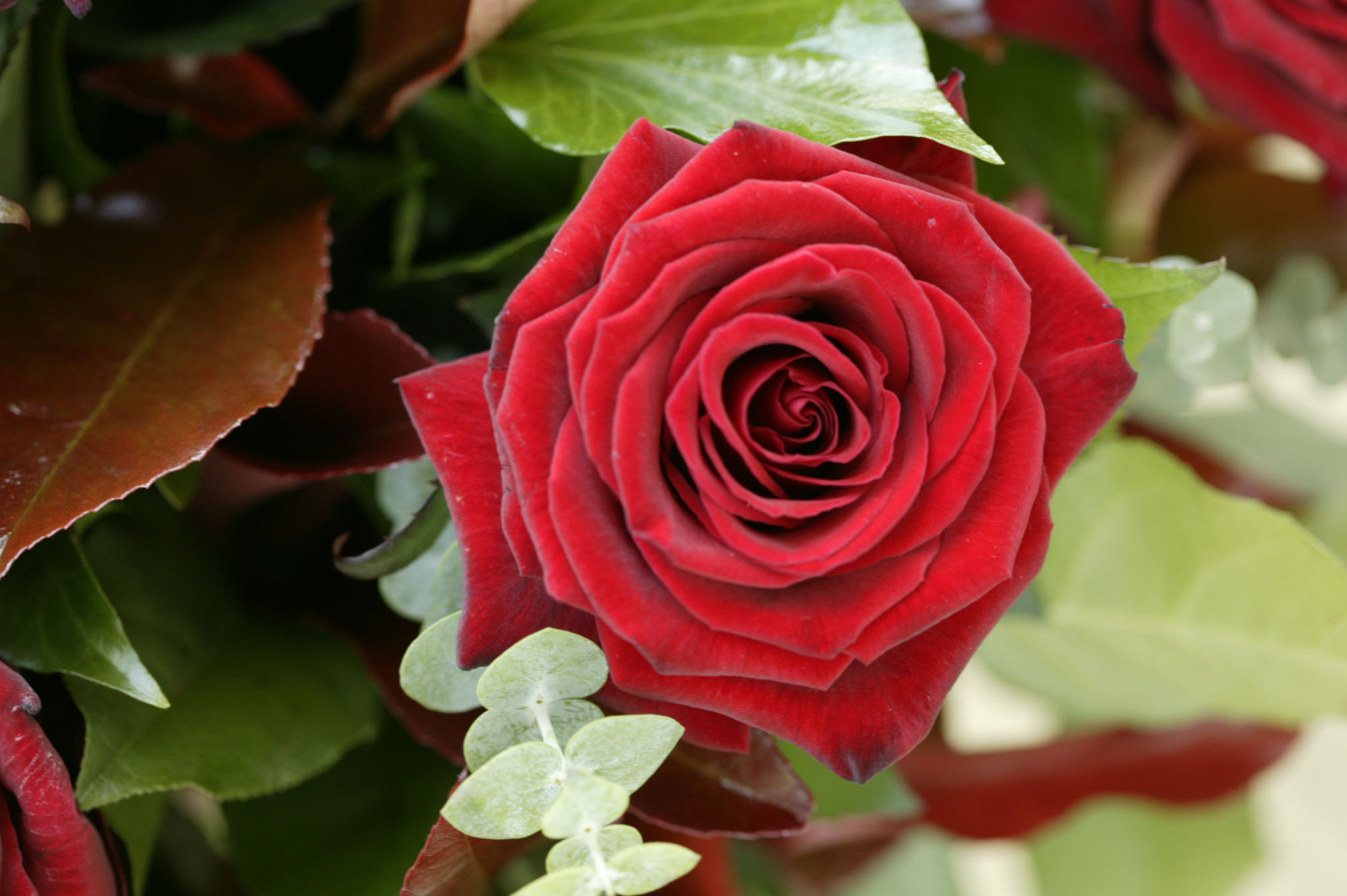 Central Botanical Garden hosts exhibition of roses
