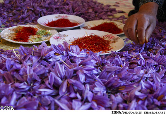 World’s biggest saffron producer unsatisfied with cheap sales