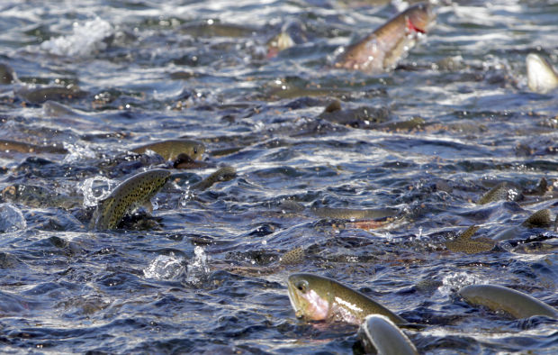 Salmon farmers eschew risky growth as demand raises prices