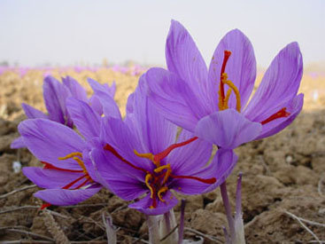 Saffron can bring Azerbaijan millions