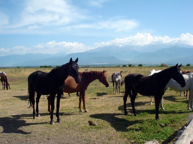 Sheki restoring Azerbaijan's horse-breeding tradition