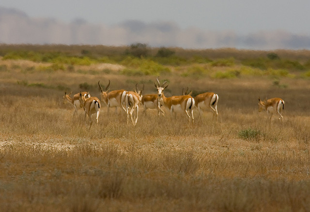 Shirvan National Park, a look at nature