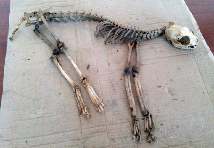 Locals discover unknown animal skeleton