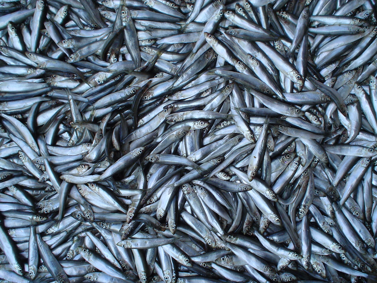 Alarming decrease of sprat, sturgeon population in Caspian Sea