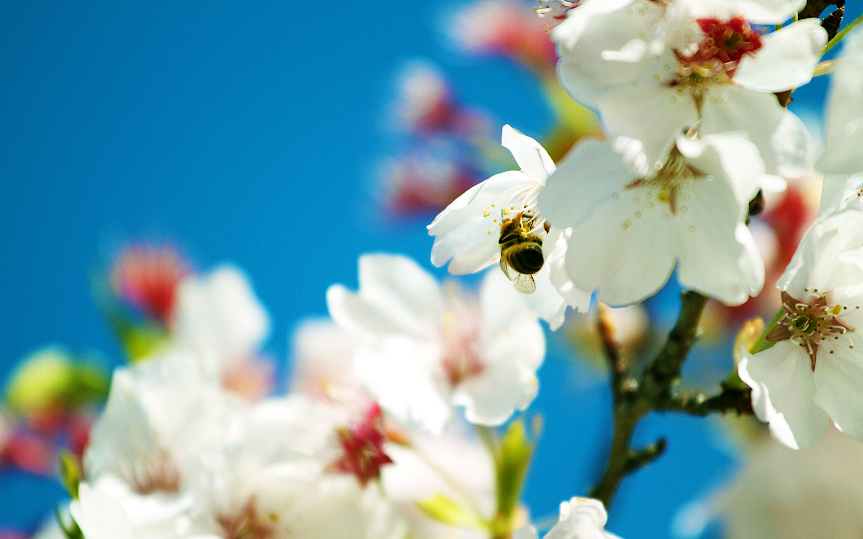 Prepare to meet cheerful spring