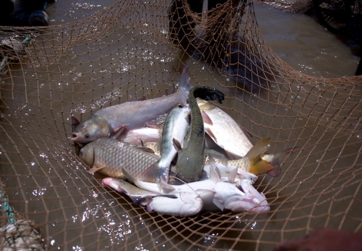 Turkmenistan artificially farms sturgeons