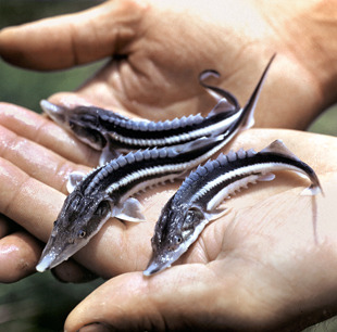 Azerbaijan develops concept for industrial sturgeon breeding