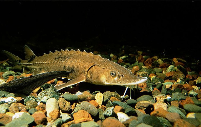 Caspian states ban sturgeon fishing in 2014