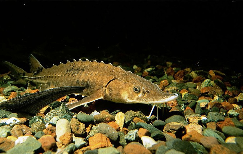 Azerbaijani scientists' studies aim to expand sturgeon stocks