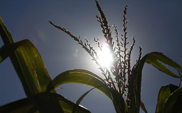 Drought damaging harvests in Azerbaijan