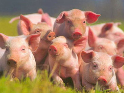 Azerbaijan is not under African swine fever danger