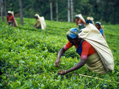 Kenya interested in direct tea export to Kazakhstan