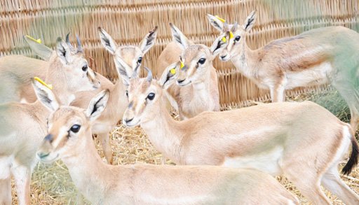 Azerbaijan sends gazelles to Georgia under IDEA project