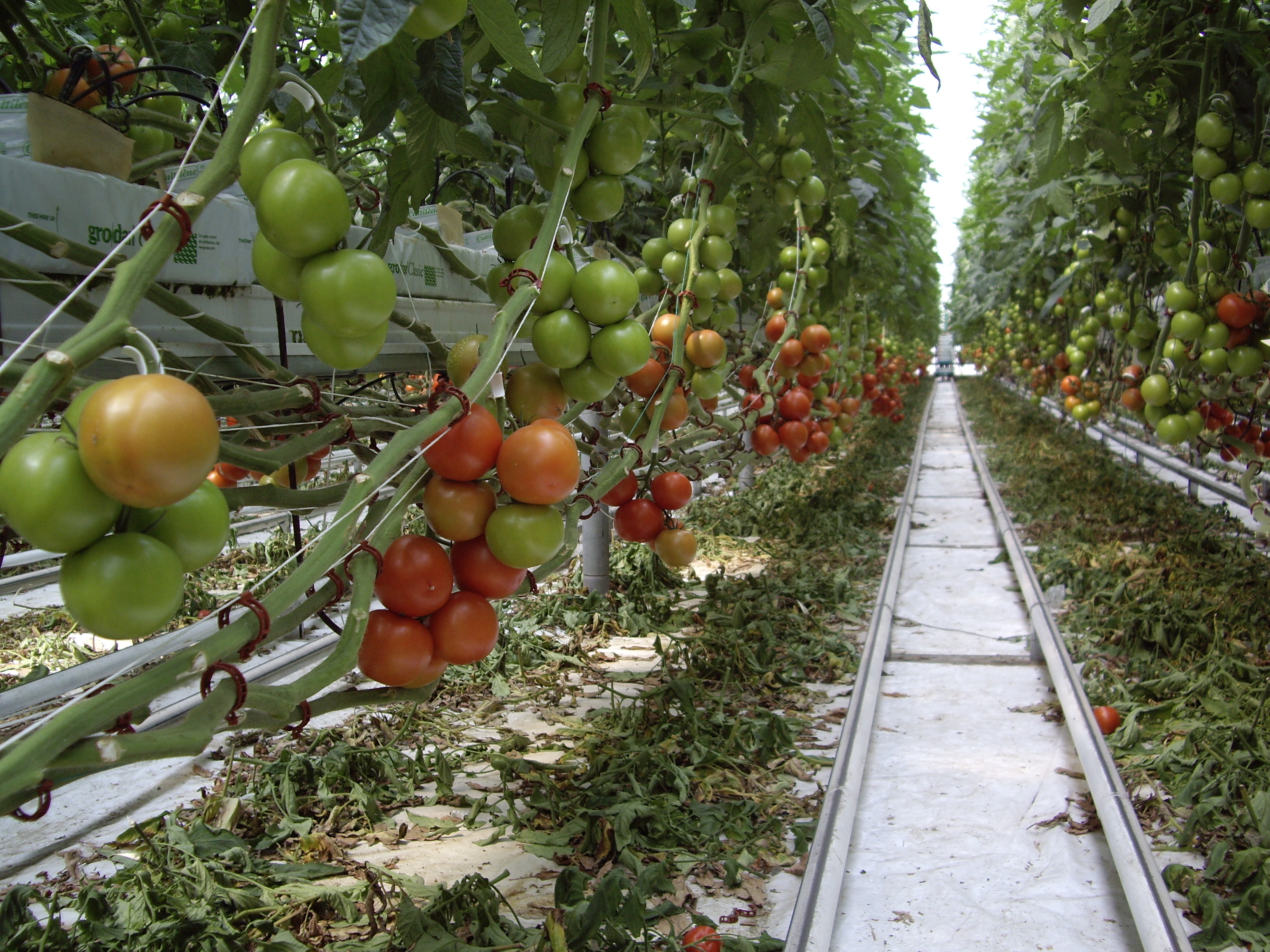 Azerbaijan to check agricultural products on site
