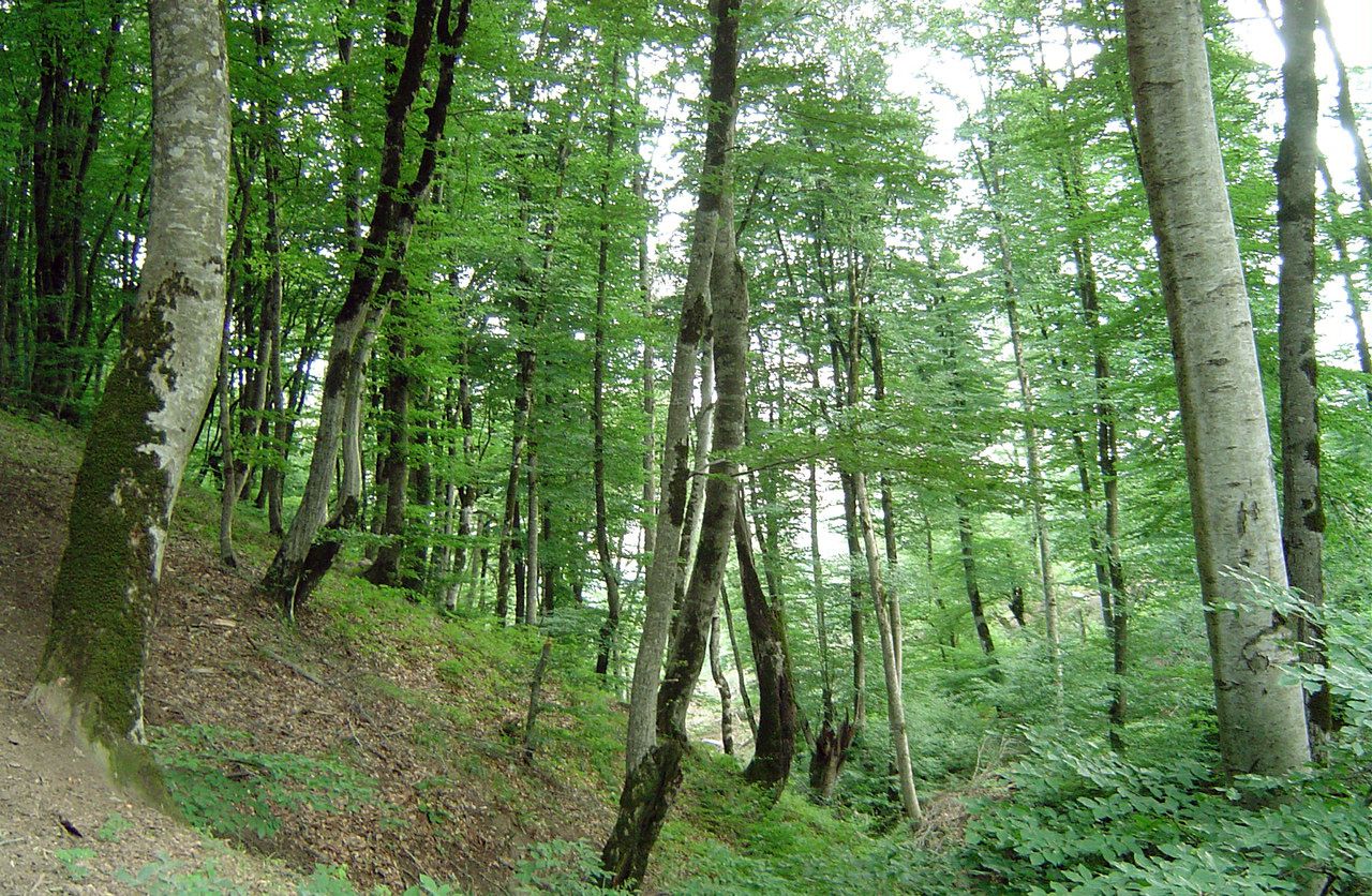 Heydar Aliyev Foundation, IDEA start program to prevent trees cut