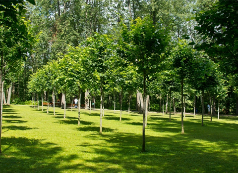 Some 15,000 trees to be planted in Baku
