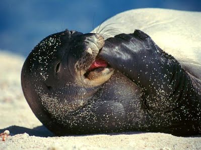 Are Caspian seals in danger?