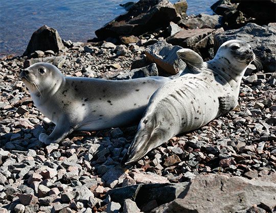Caspian Sea seals population in danger