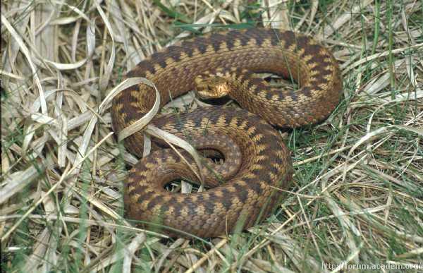 Capital city declares hunting for snakes