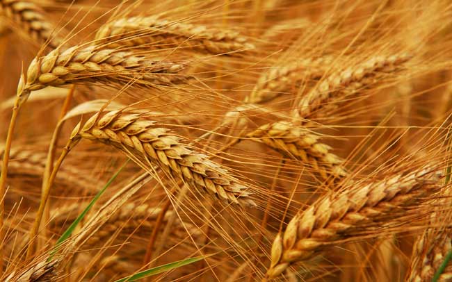 Turkmenistan to harvest 1.6 mln metric tons of wheat in 2015