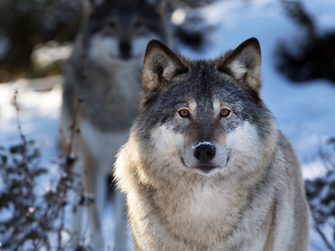 Eco-terror in Armenia endangering wolves