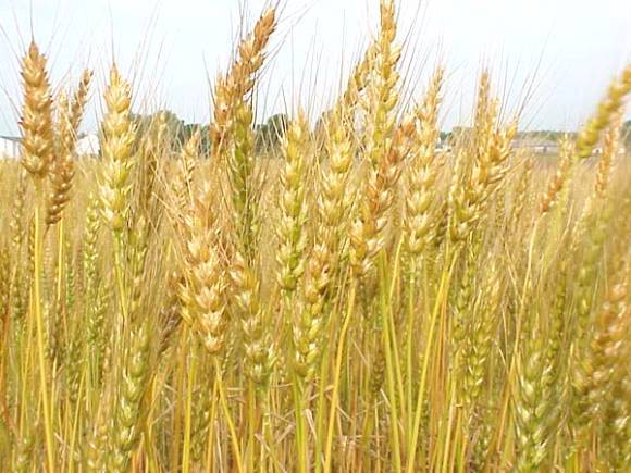 Azeri govt forecasts grain yield in 2013